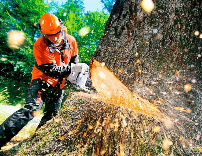 Спил деревьев